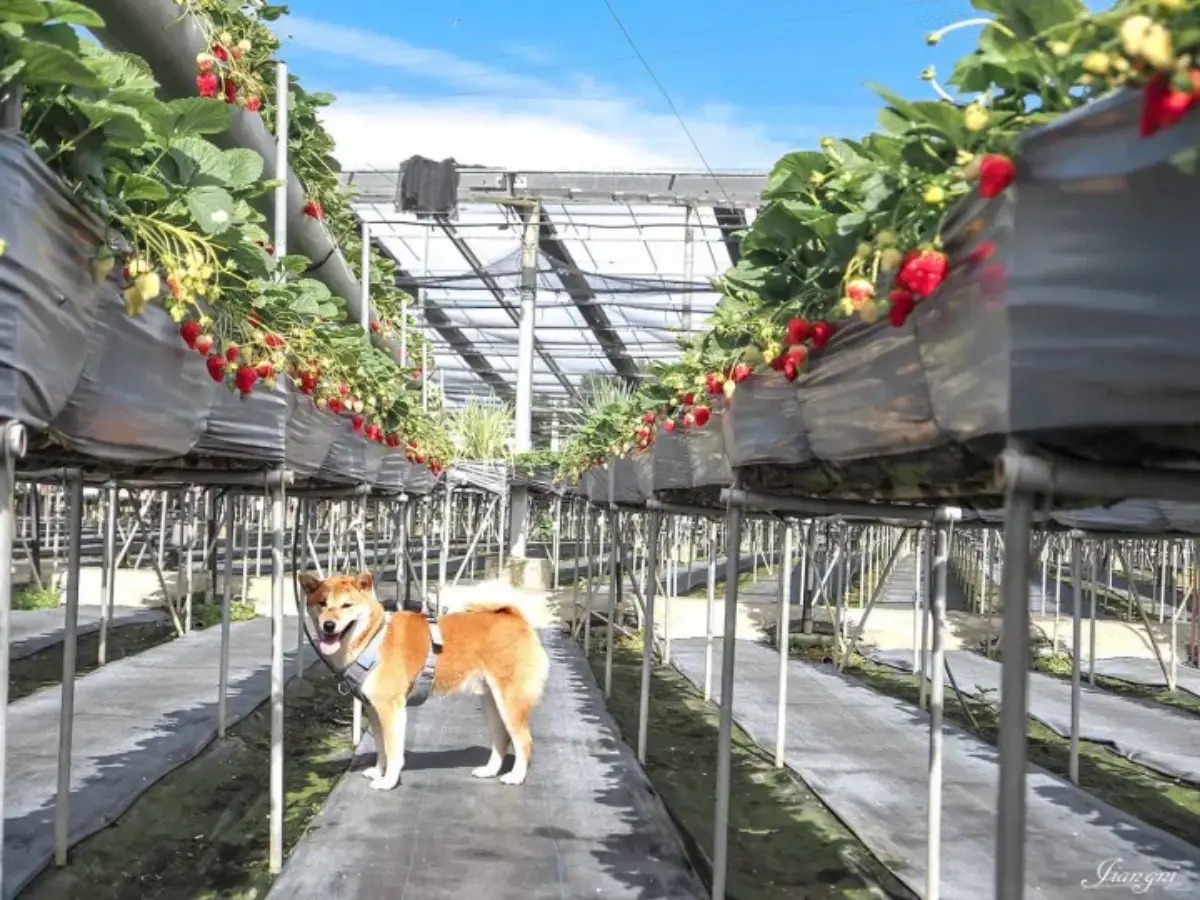 大湖草莓季必收！８間強大果園懶人包：稀有白草莓、韓系下午茶，連毛孩也能去