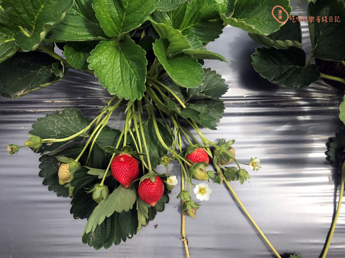 大湖草莓季必收！８間強大果園懶人包：稀有白草莓、韓系下午茶，連毛孩也能去