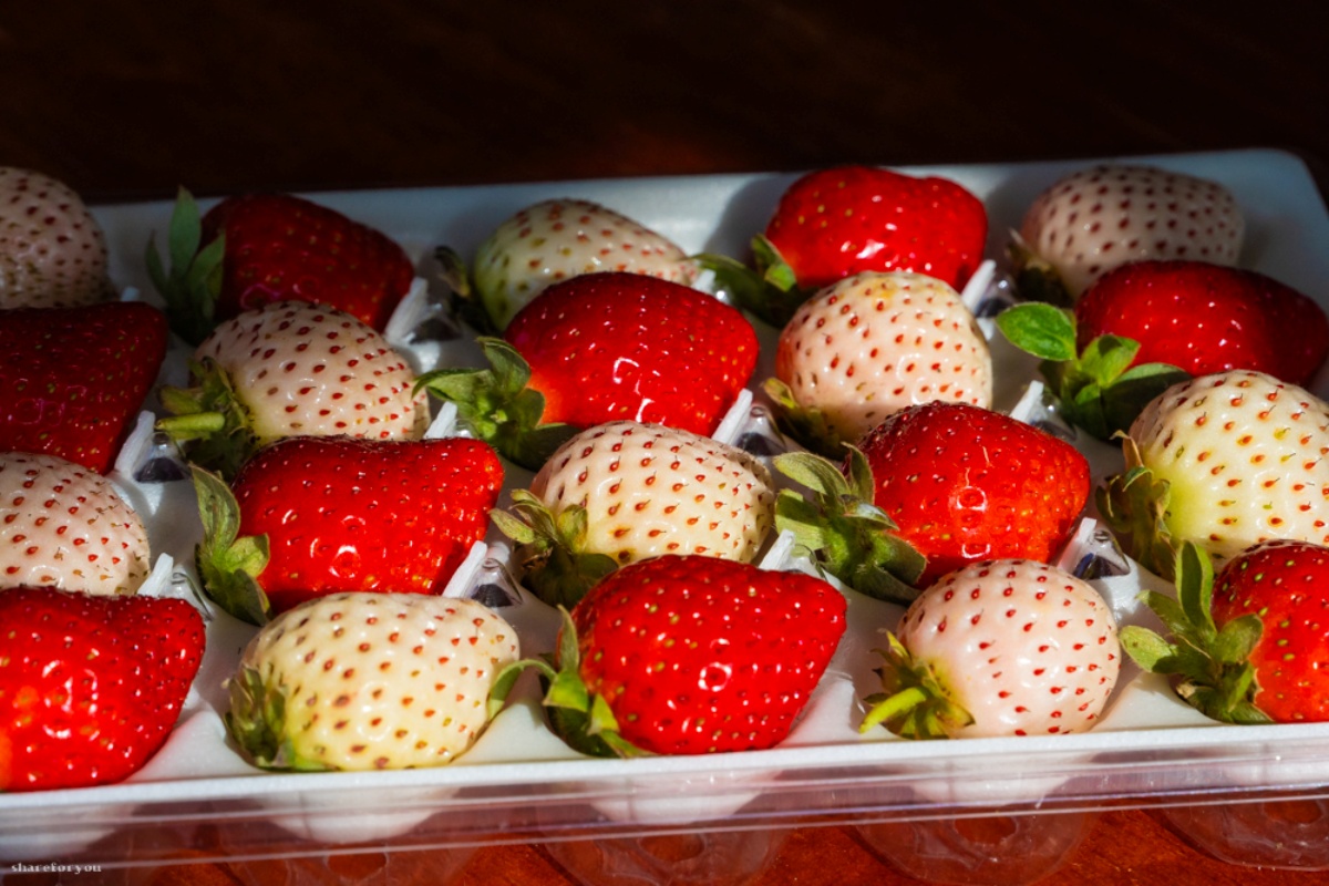 大湖草莓季必收！８間強大果園懶人包：稀有白草莓、韓系下午茶，連毛孩也能去