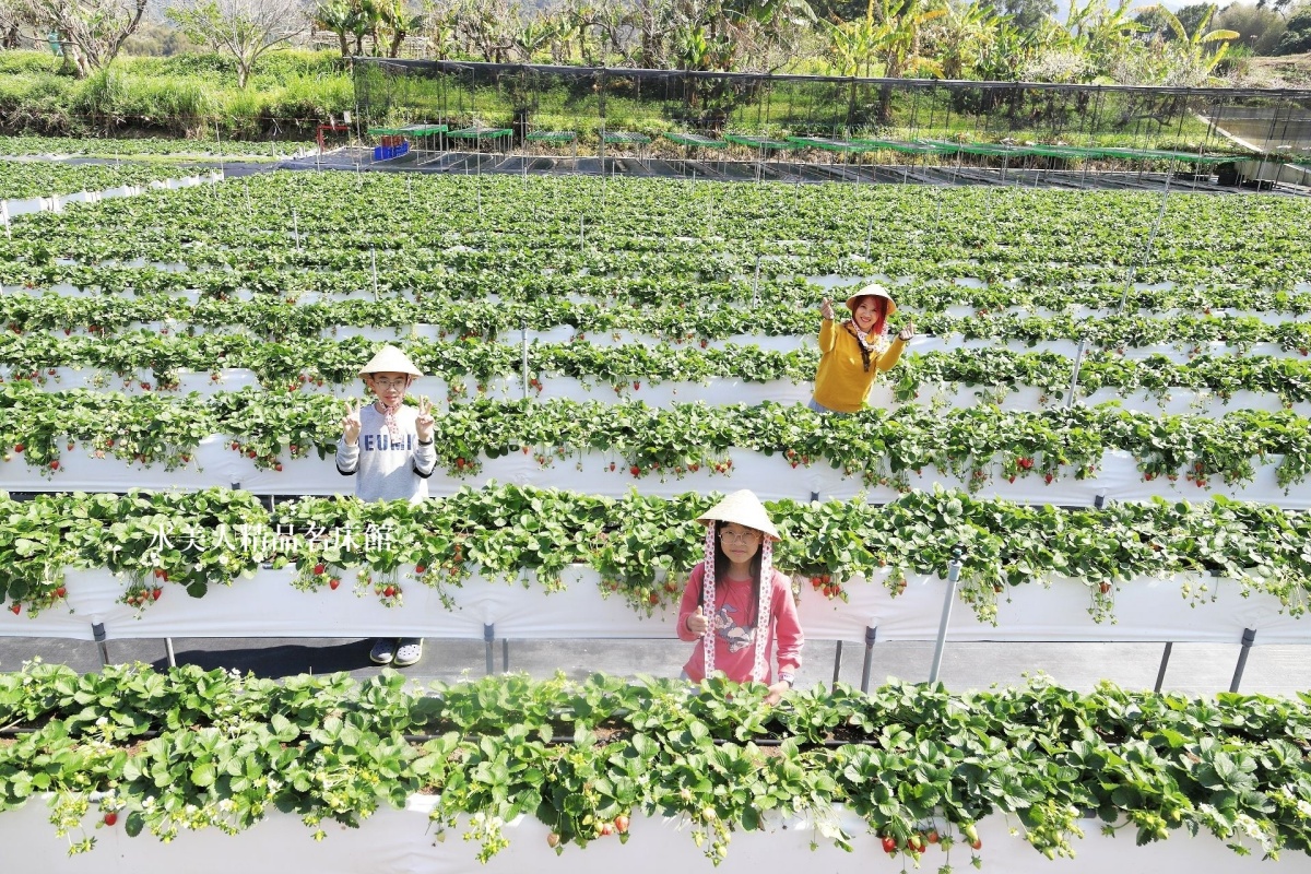 大湖草莓季必收！８間強大果園懶人包：稀有白草莓、韓系下午茶，連毛孩也能去
