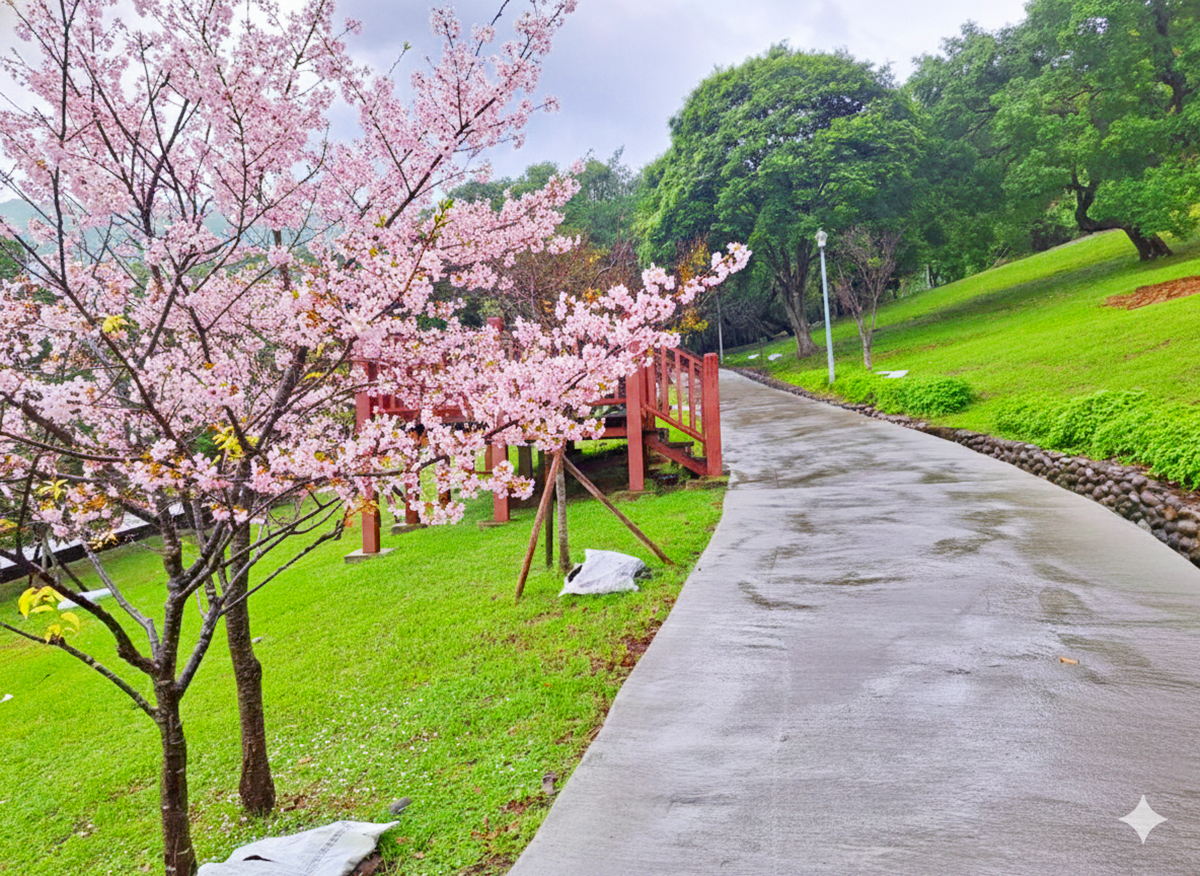 北投「台版富良野」彩色花海要來了!出動16萬盆花卉,免費拍到3月中旬 北投「台版富良野」彩色花海要來了!出動16萬盆花卉,免費拍到3月中旬