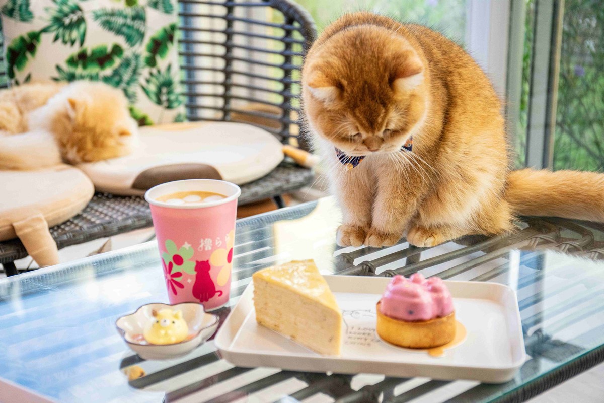 2026寒假親子出遊攻略！全台景點門票、飯店住宿優惠懶人包，遊樂園免費玩