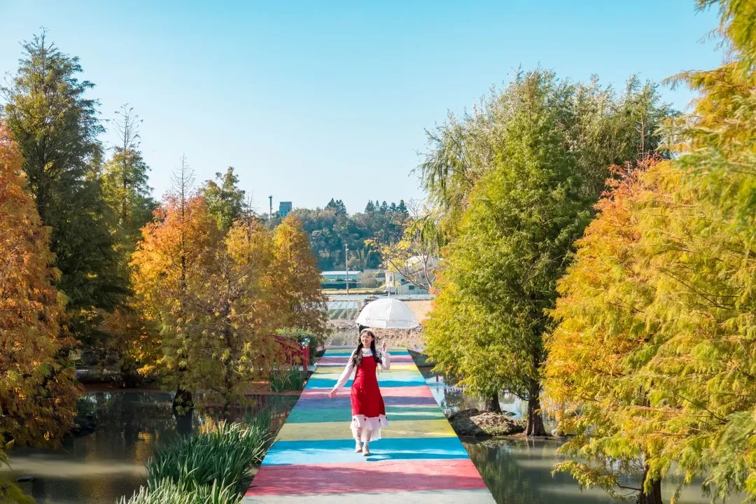 彩虹橋下「水上落羽松」正美!台中后里秘境,免門票拍出夢幻倒影 彩虹橋下「水上落羽松」正美!台中后里秘境,免門票拍出夢幻倒影