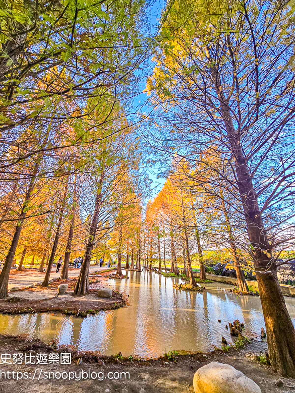 落羽松愛心水池超夢幻！台中后里「水上森林」轉紅了，加碼波斯菊花海、水上步道