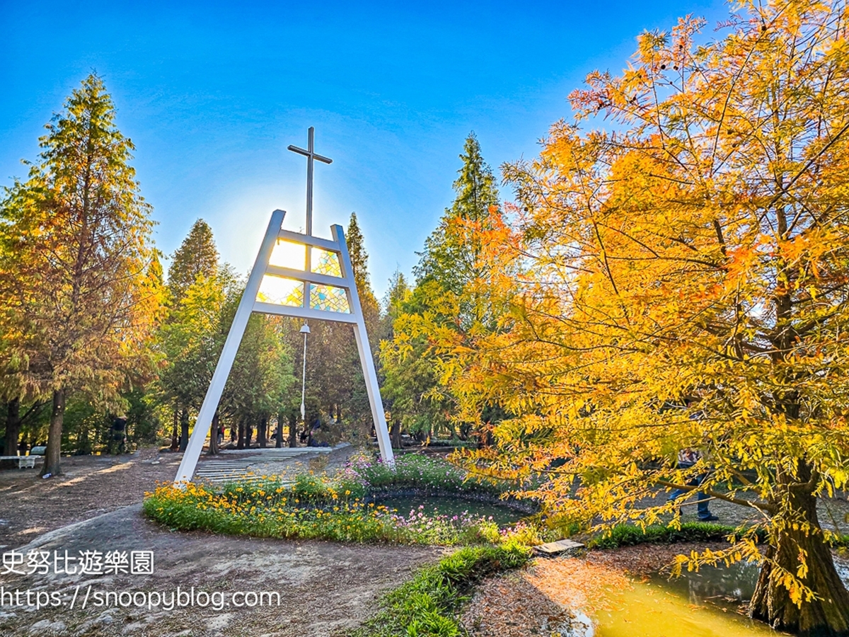 落羽松愛心水池超夢幻！台中后里「水上森林」轉紅了，加碼波斯菊花海、水上步道