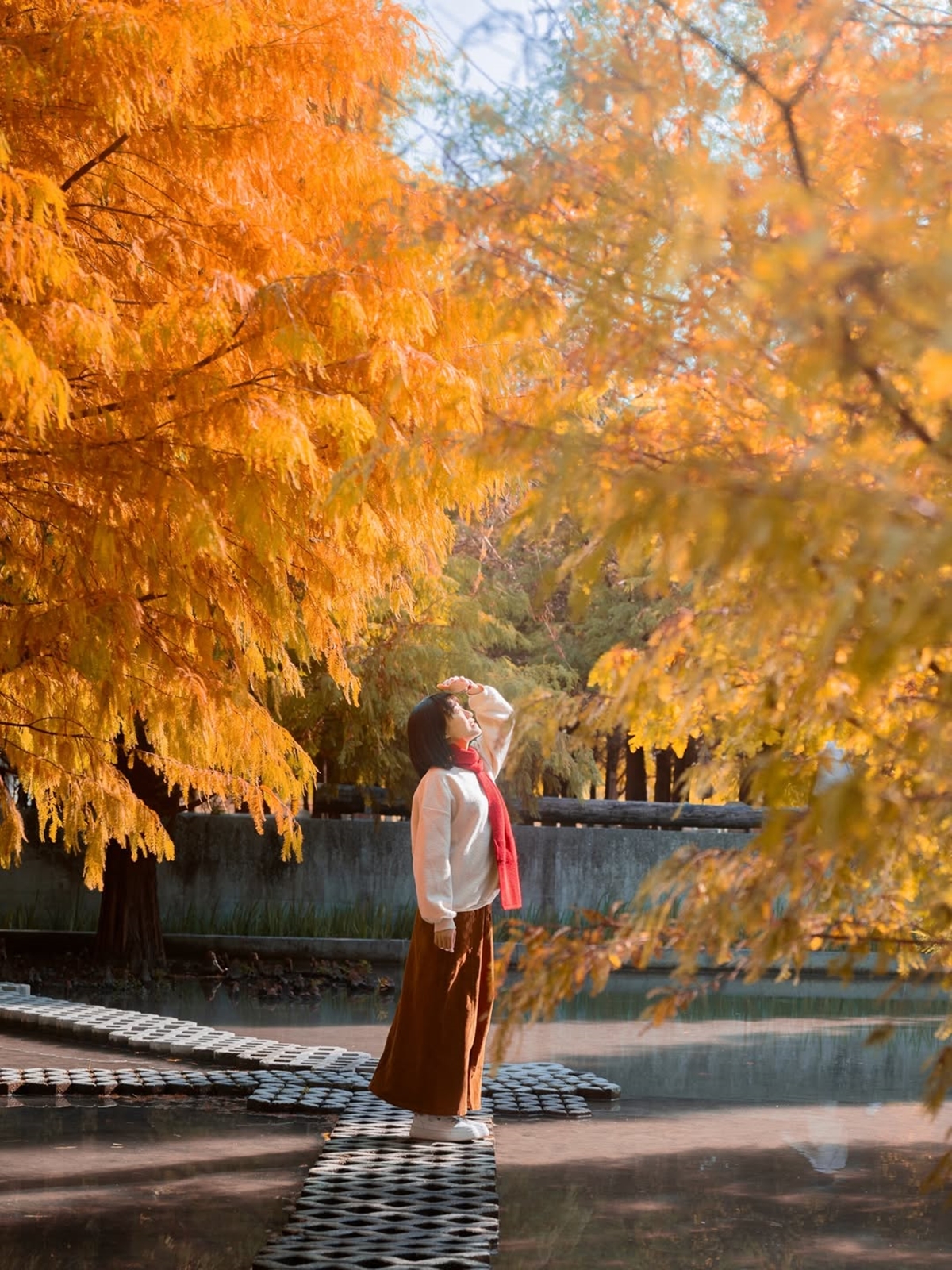 落羽松愛心水池超夢幻！台中后里「水上森林」轉紅了，加碼波斯菊花海、水上步道
