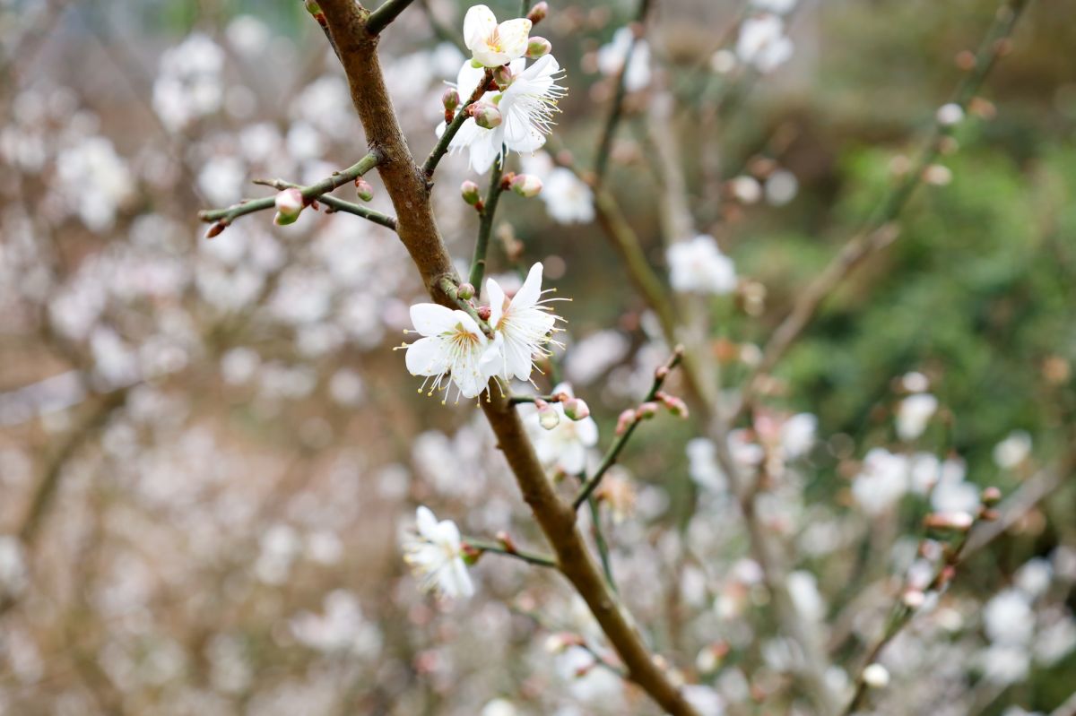 2026梅嶺最佳賞花期來了！美拍20萬株雪白梅樹，假日有免費接駁車可搭
