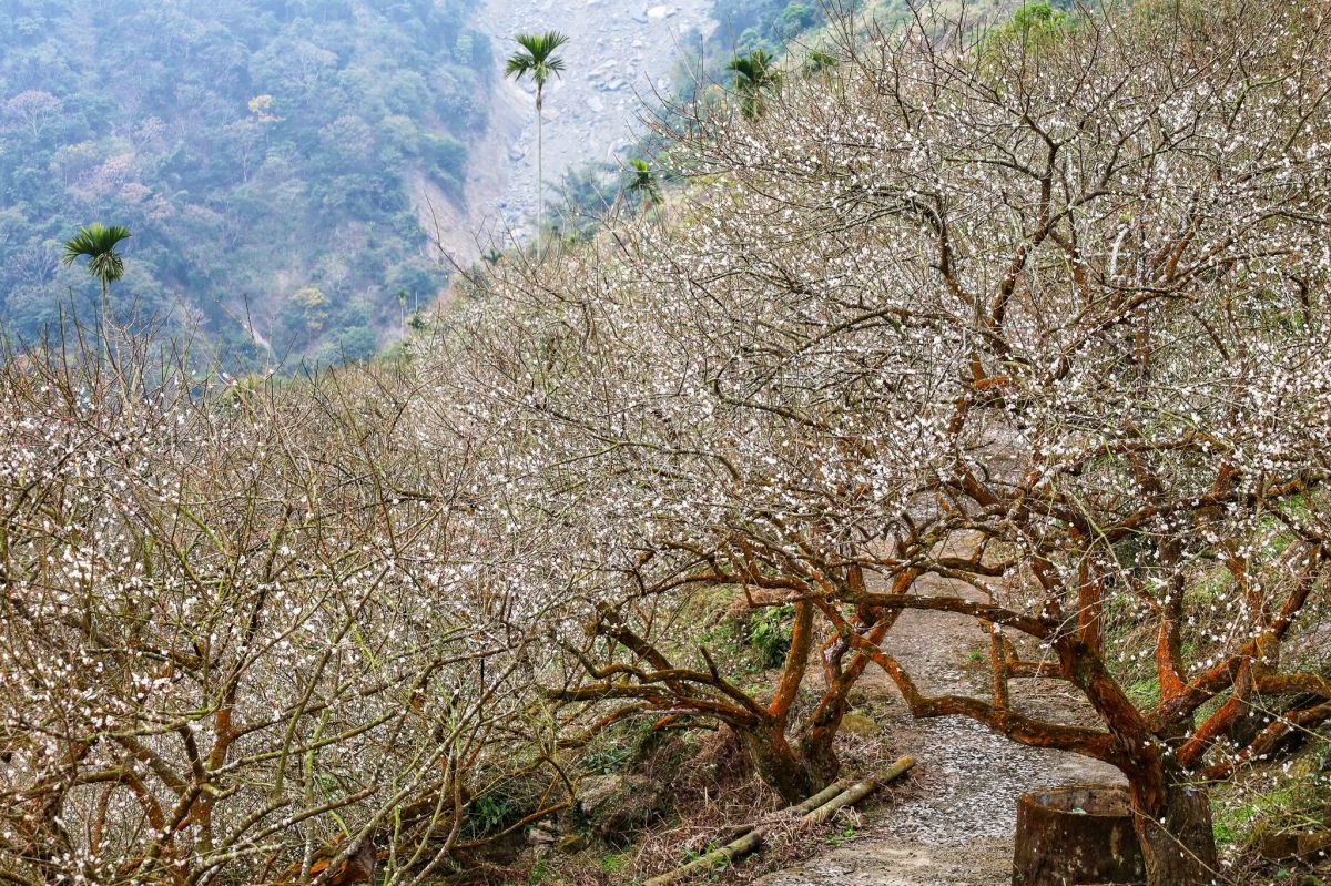 2026梅嶺最佳賞花期來了！美拍20萬株雪白梅樹，假日有免費接駁車可搭