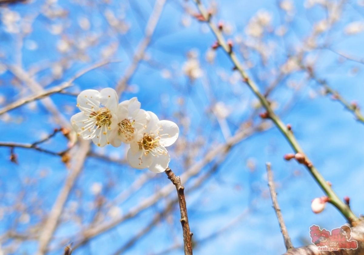 2026梅嶺最佳賞花期來了！美拍20萬株雪白梅樹，假日有免費接駁車可搭