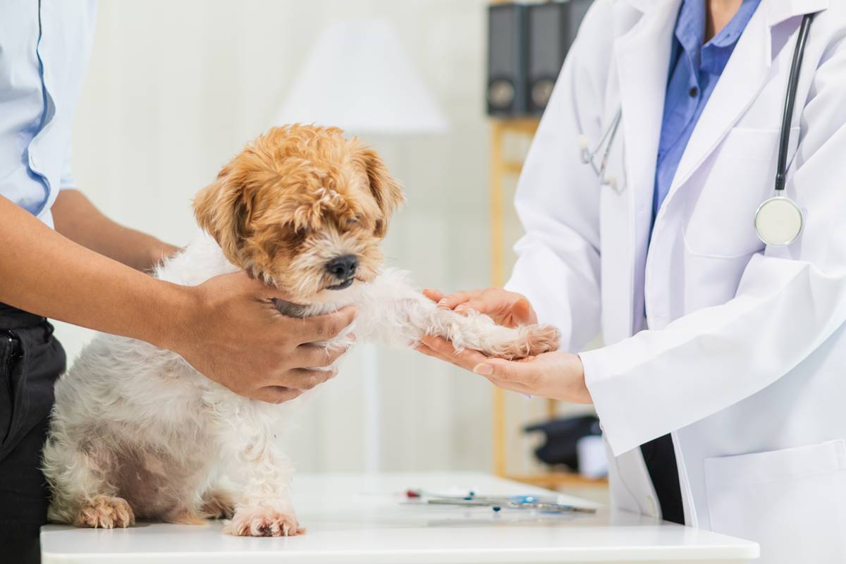 寵物飼主領錢了！「符合資格者」最高補助5000元，申請方法、期限一次看