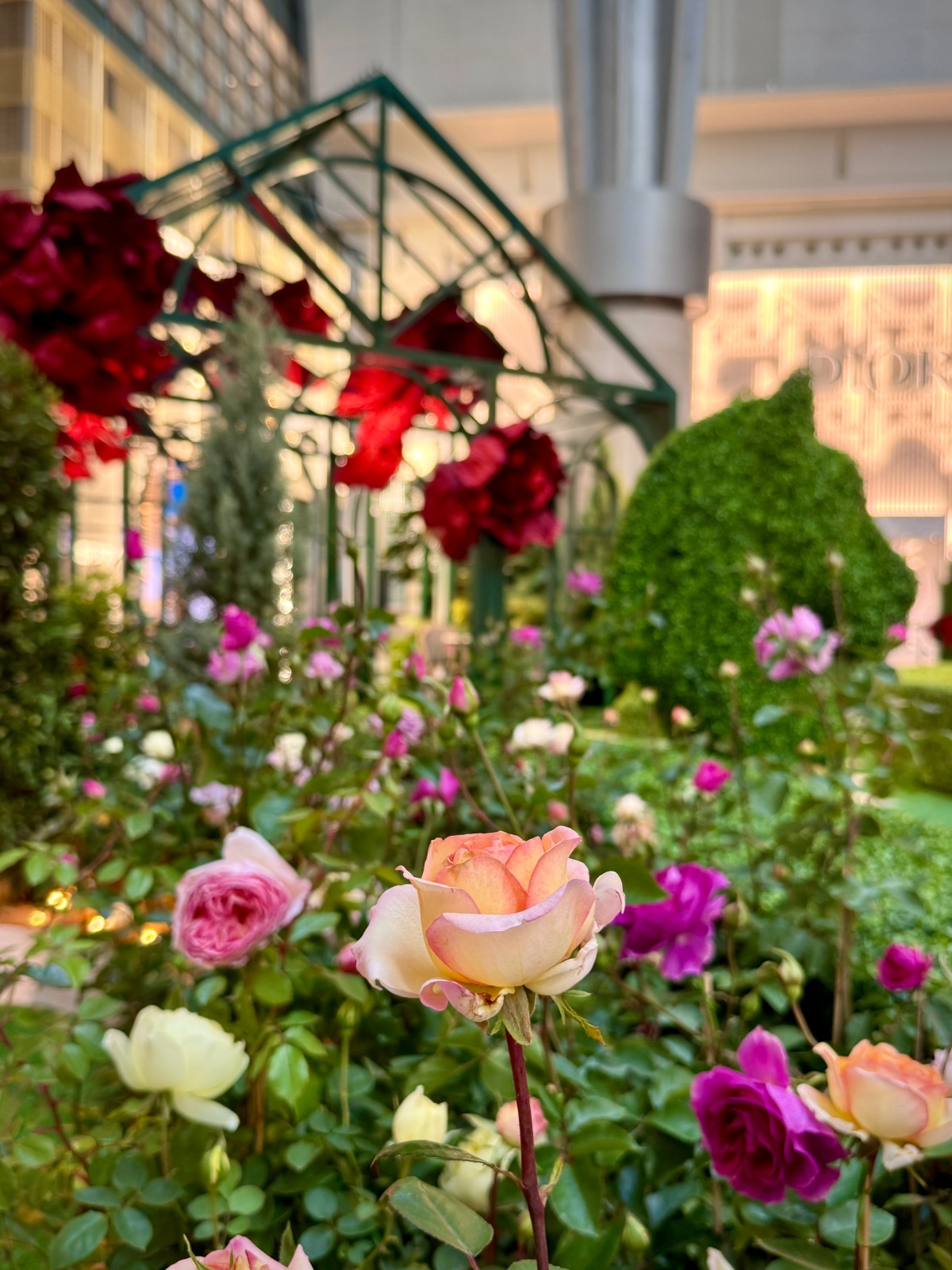 夢幻「皇后花園」超好拍！10種玫瑰打造童話世界，還有「搖搖馬樂園」也要玩