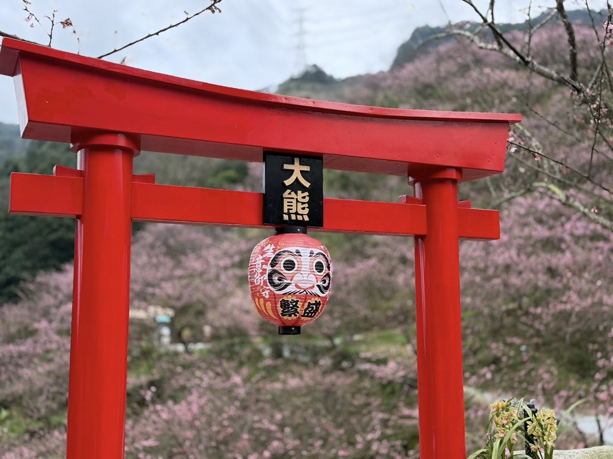 新北最強「賞櫻祕境」開放！4000棵櫻花樹、７大品種接力開花，必拍龍貓車站