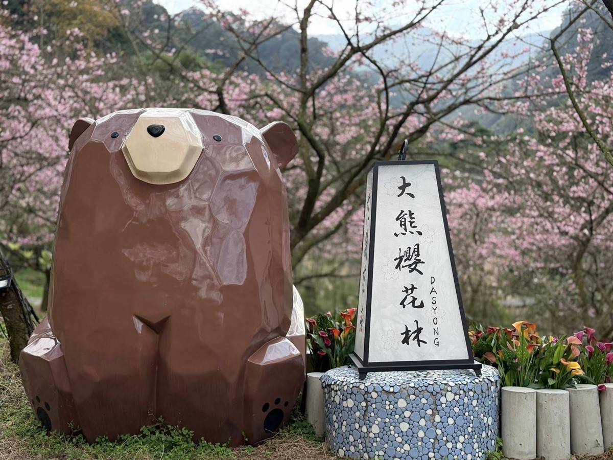 新北最強「賞櫻祕境」開放！4000棵櫻花樹、７大品種接力開花，必拍龍貓車站