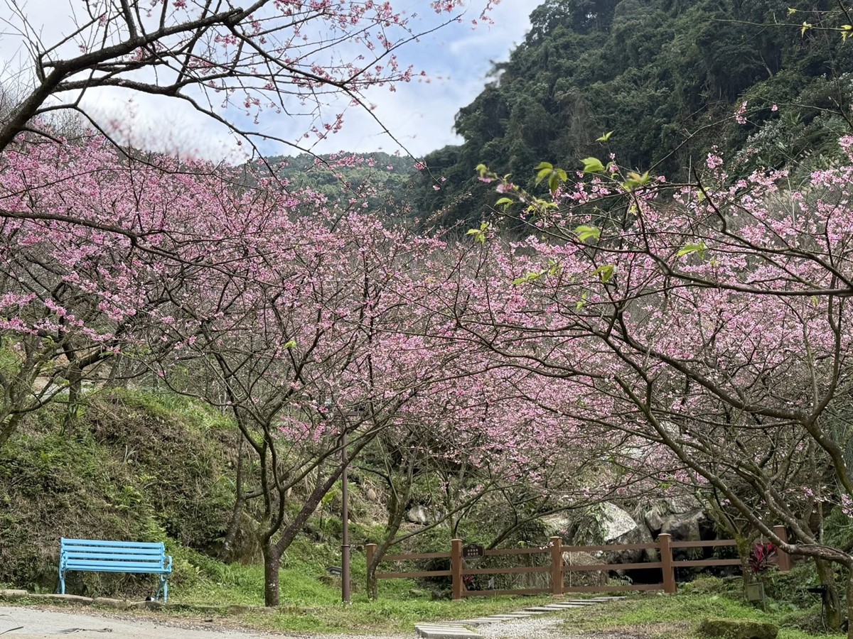 新北最強「賞櫻祕境」開放！4000棵櫻花樹、７大品種接力開花，必拍龍貓車站