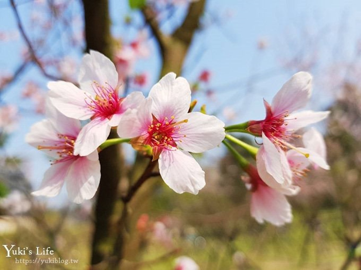 新北最強「賞櫻祕境」開放！4000棵櫻花樹、７大品種接力開花，必拍龍貓車站