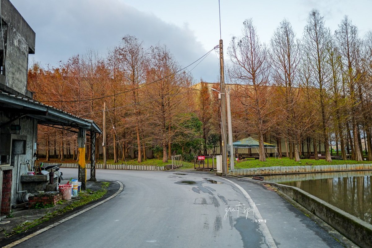 在地人才知道！宜蘭隱藏版「落羽松秘境」免費拍，橘紅夕陽灑落森林超夢幻
