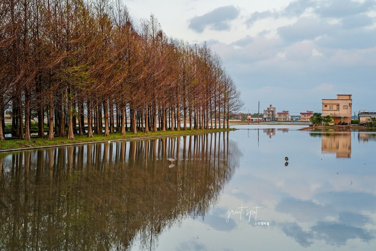 在地人才知道！宜蘭隱藏版「落羽松秘境」免費拍，橘紅夕陽灑落森林超夢幻