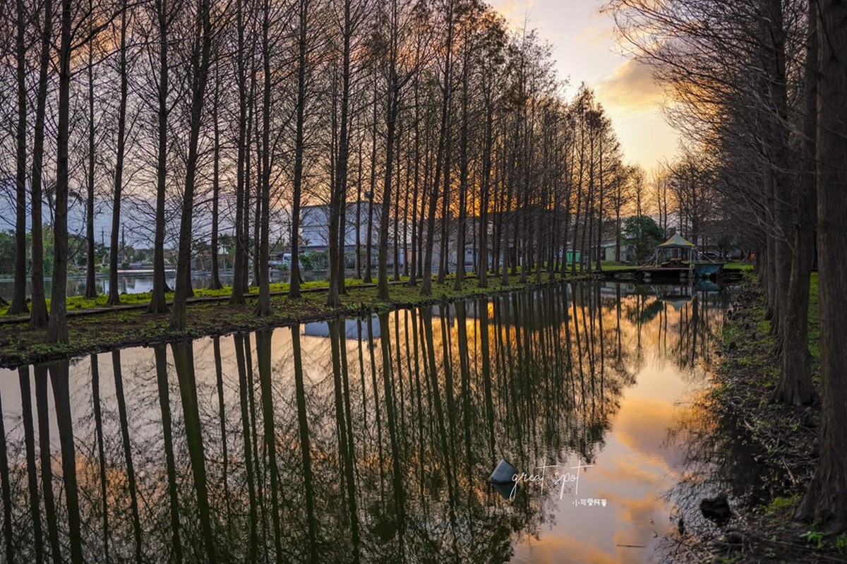 在地人才知道！宜蘭隱藏版「落羽松秘境」免費拍，橘紅夕陽灑落森林超夢幻