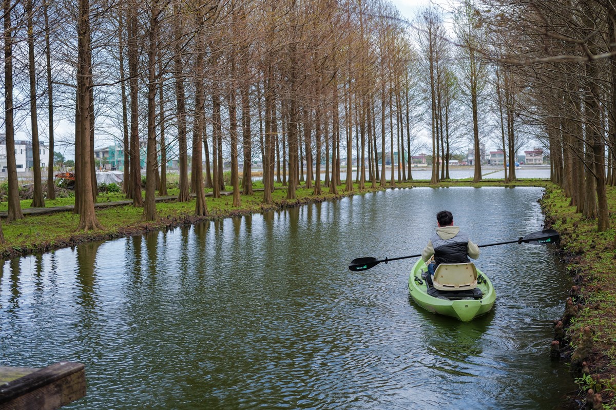 在地人才知道！宜蘭隱藏版「落羽松秘境」免費拍，橘紅夕陽灑落森林超夢幻