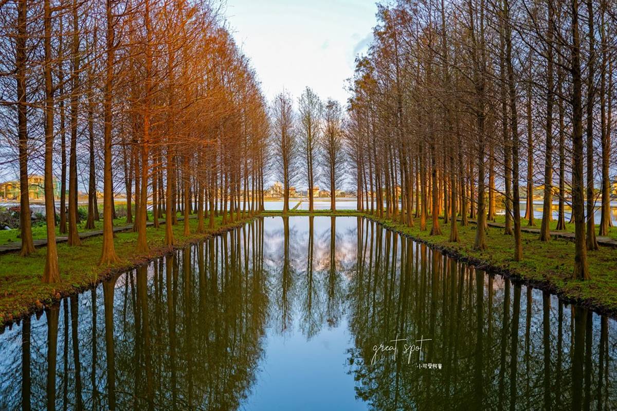 在地人才知道！宜蘭隱藏版「落羽松秘境」免費拍，橘紅夕陽灑落森林超夢幻