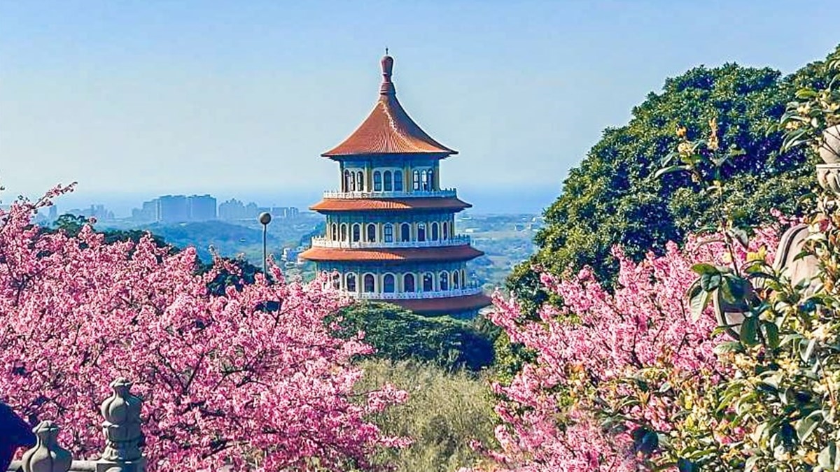 夜櫻變身台版晴空塔！2026天元宮櫻花季登場：夢幻點燈、必換擲爻橡皮擦