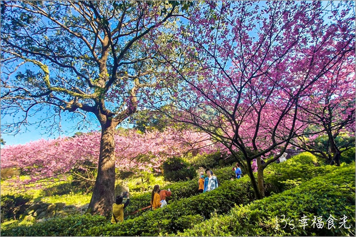 夜櫻變身台版晴空塔！2026天元宮櫻花季登場：夢幻點燈、必換擲爻橡皮擦