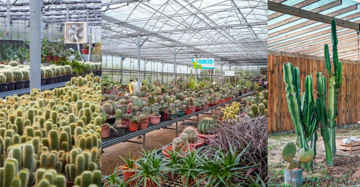 新竹觀光農場：福祥仙人掌園藝中心