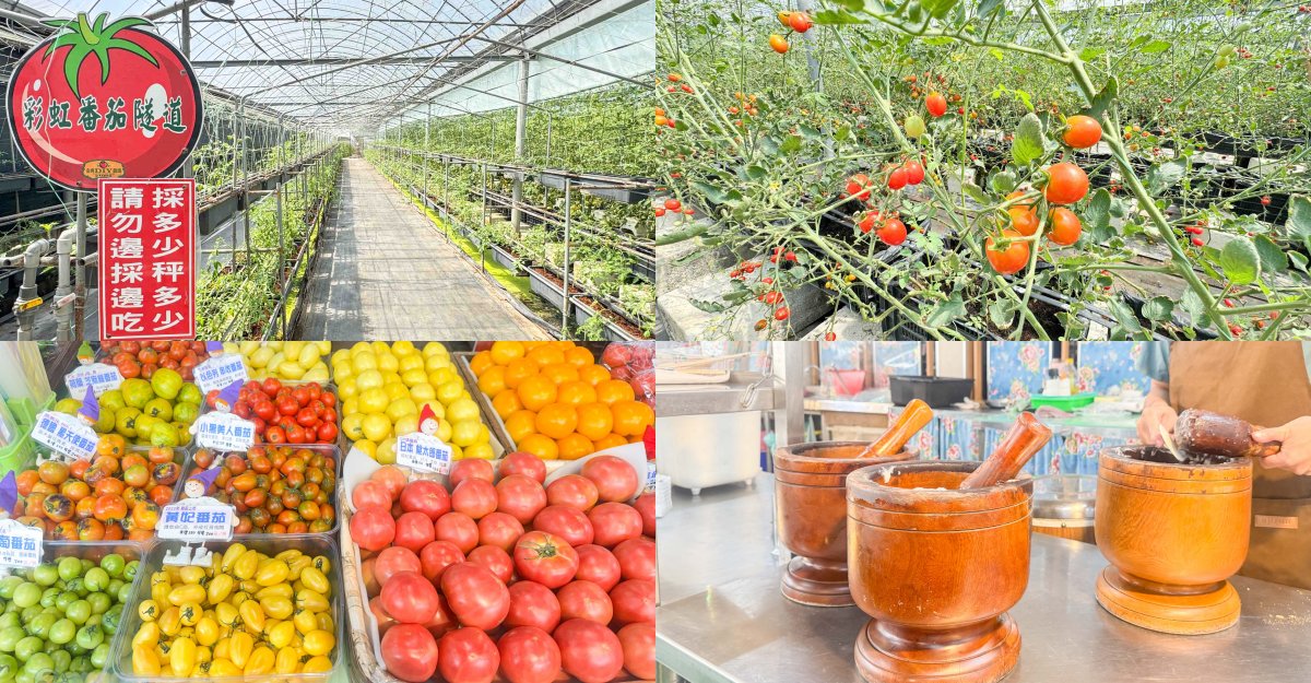 新竹觀光農場：金勇番茄農場