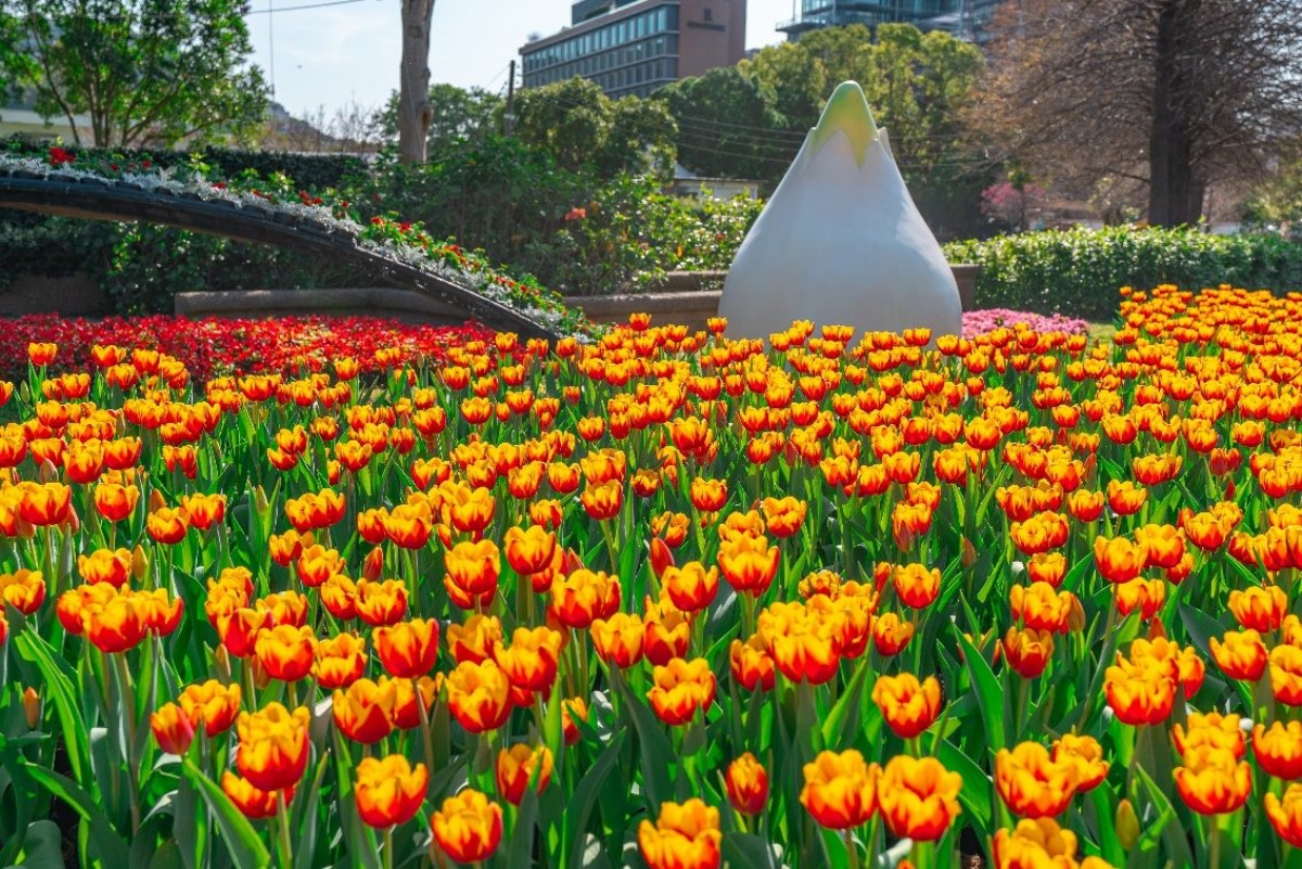 「士林官邸鬱金香展」只有11天！11萬株５大主題區，活動時間＋亮點搶先看