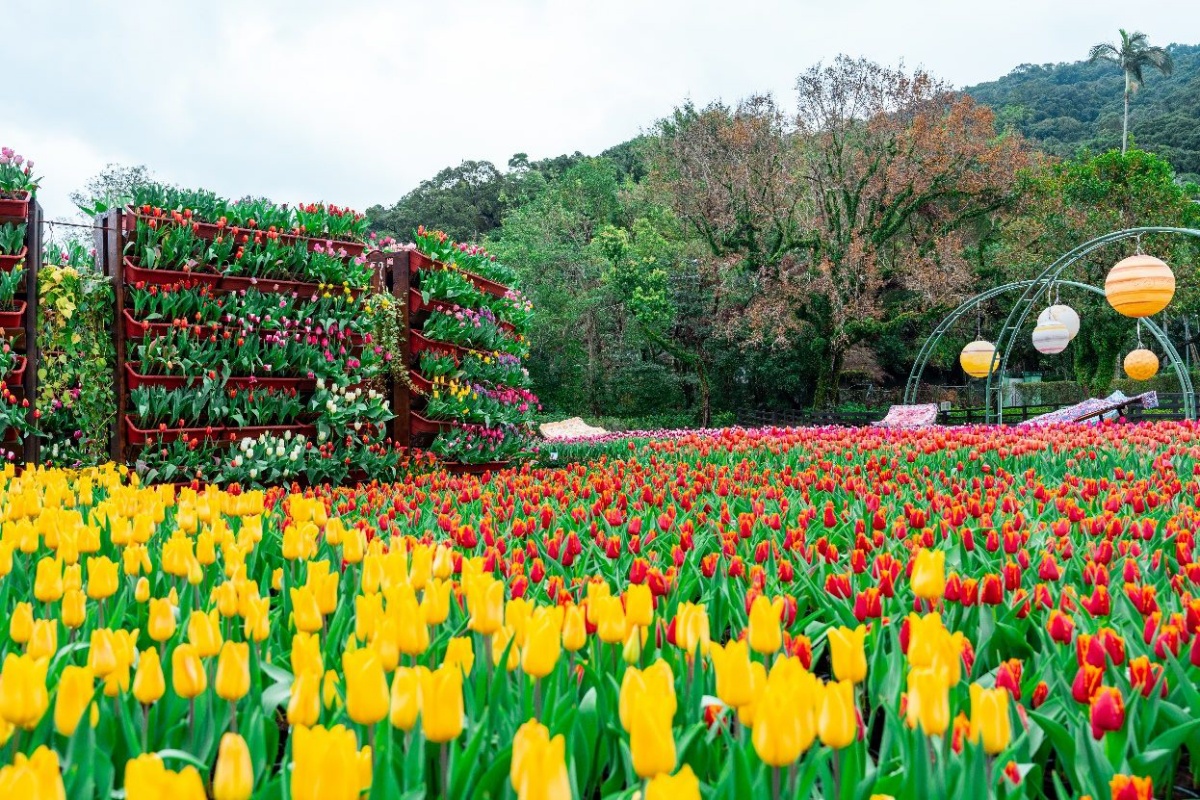 「士林官邸鬱金香展」只有11天！11萬株５大主題區，活動時間＋亮點搶先看