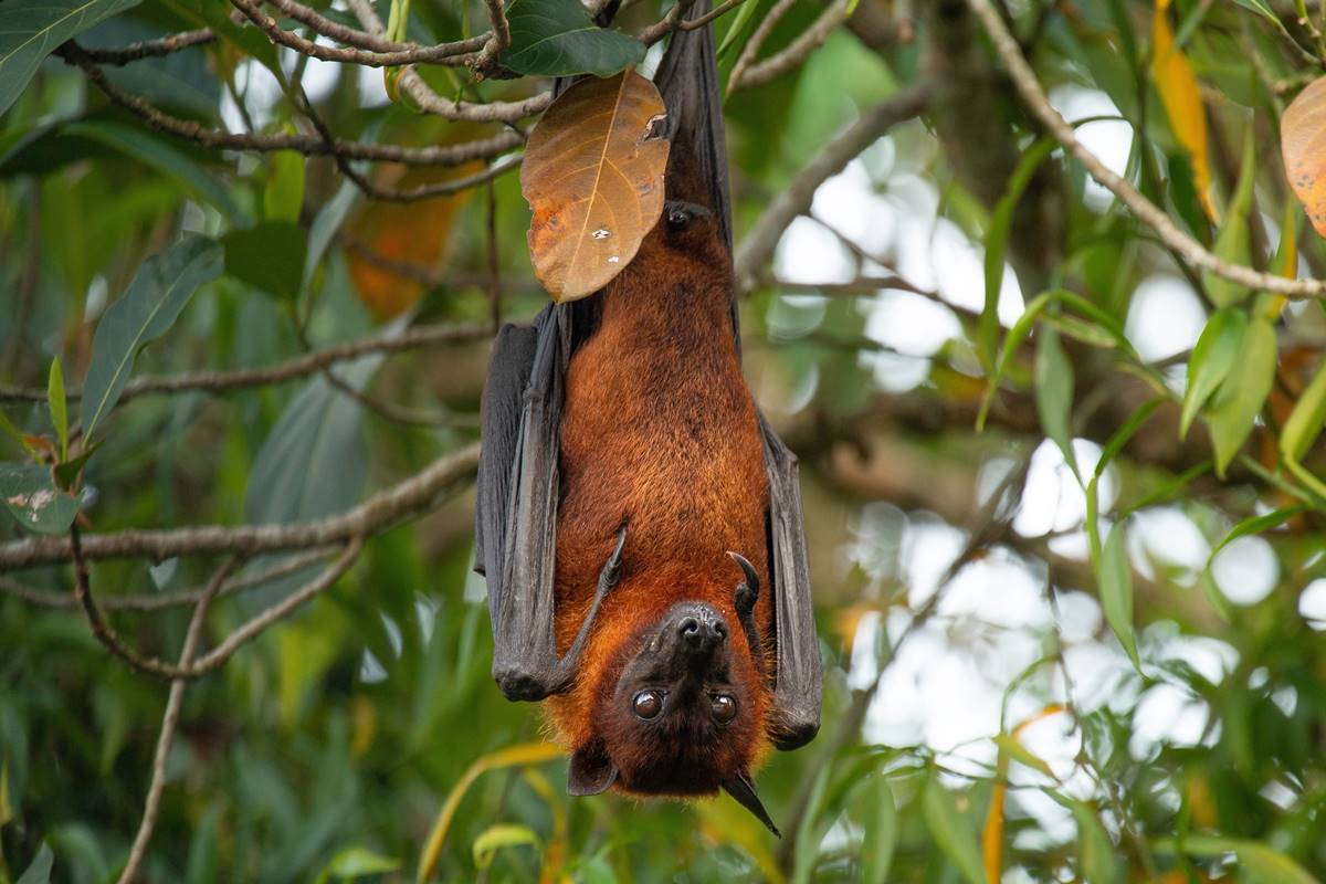 致死率高達75%！立百病毒症狀一次看，醫師曝６招自保：這些東西千萬別吃