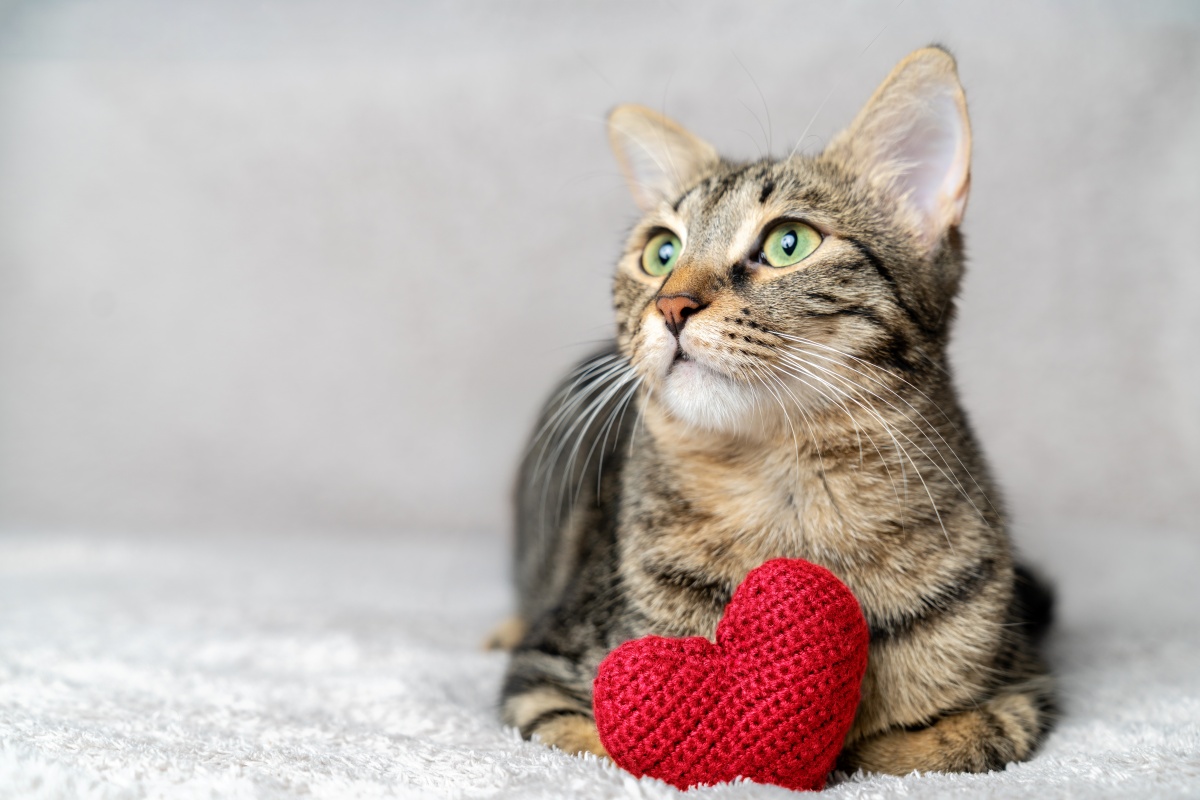 被可愛攻擊！「222貓之日」全台吸貓路線公開，22家貓咪咖啡廳看完秒出發