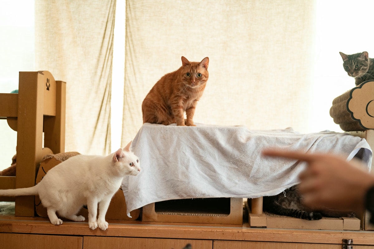 被可愛攻擊！「222貓之日」全台吸貓路線公開，22家貓咪咖啡廳看完秒出發