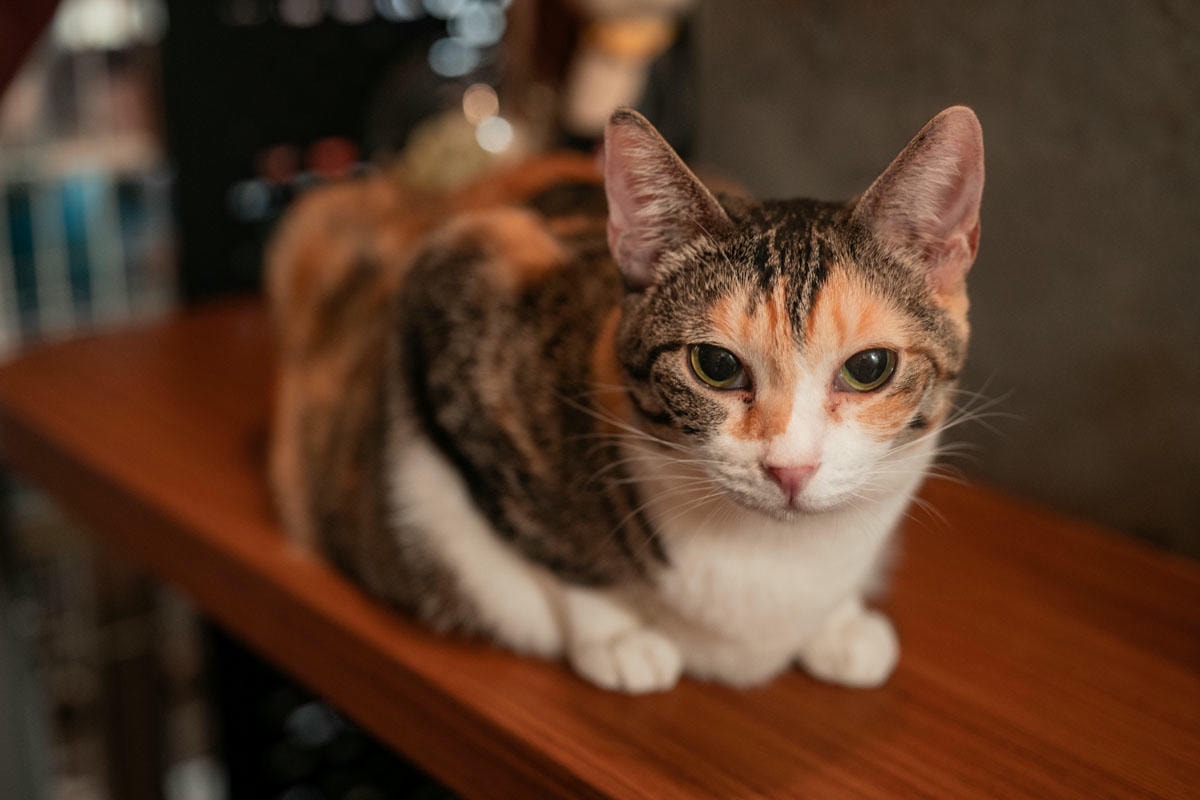 被可愛攻擊！「222貓之日」全台吸貓路線公開，22家貓咪咖啡廳看完秒出發