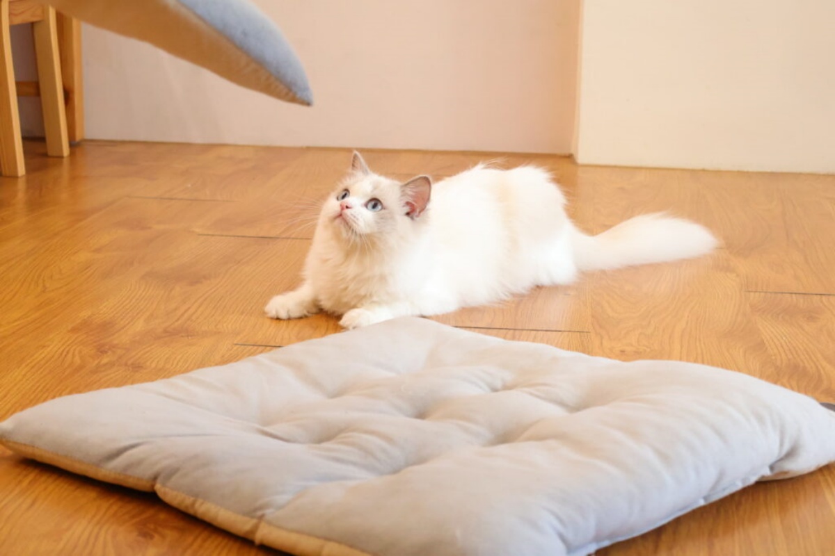 被可愛攻擊！「222貓之日」全台吸貓路線公開，22家貓咪咖啡廳看完秒出發