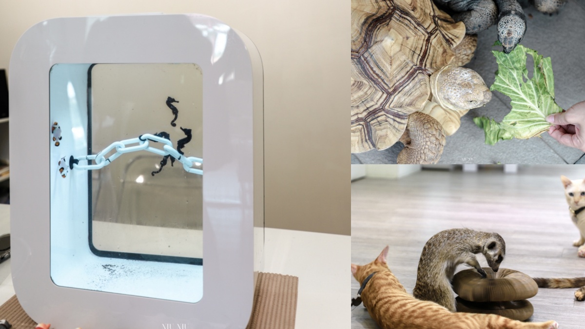 被可愛攻擊！「222貓之日」全台吸貓路線公開，22家貓咪咖啡廳看完秒出發