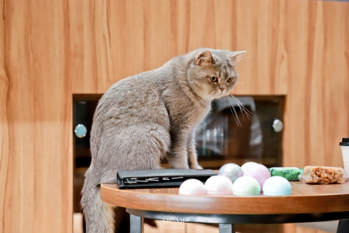 被可愛攻擊！「222貓之日」全台吸貓路線公開，22家貓咪咖啡廳看完秒出發