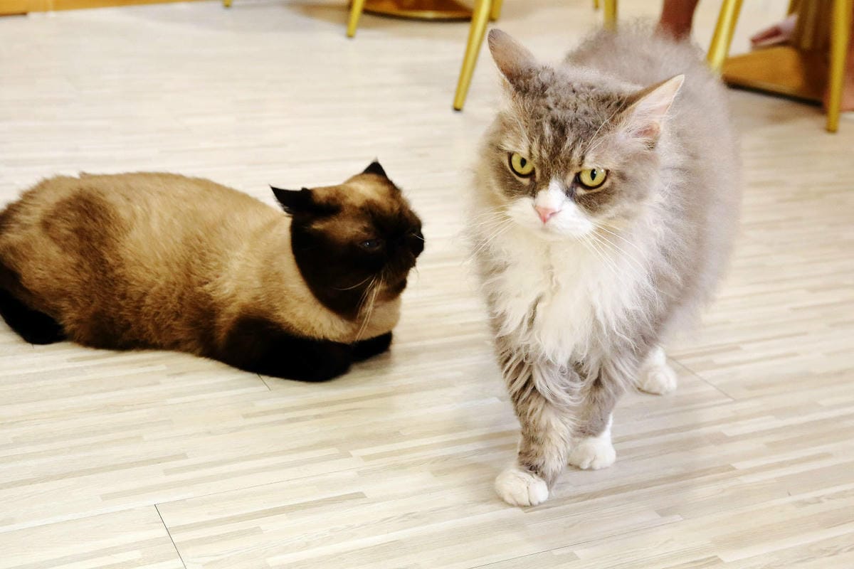 被可愛攻擊！「222貓之日」全台吸貓路線公開，22家貓咪咖啡廳看完秒出發