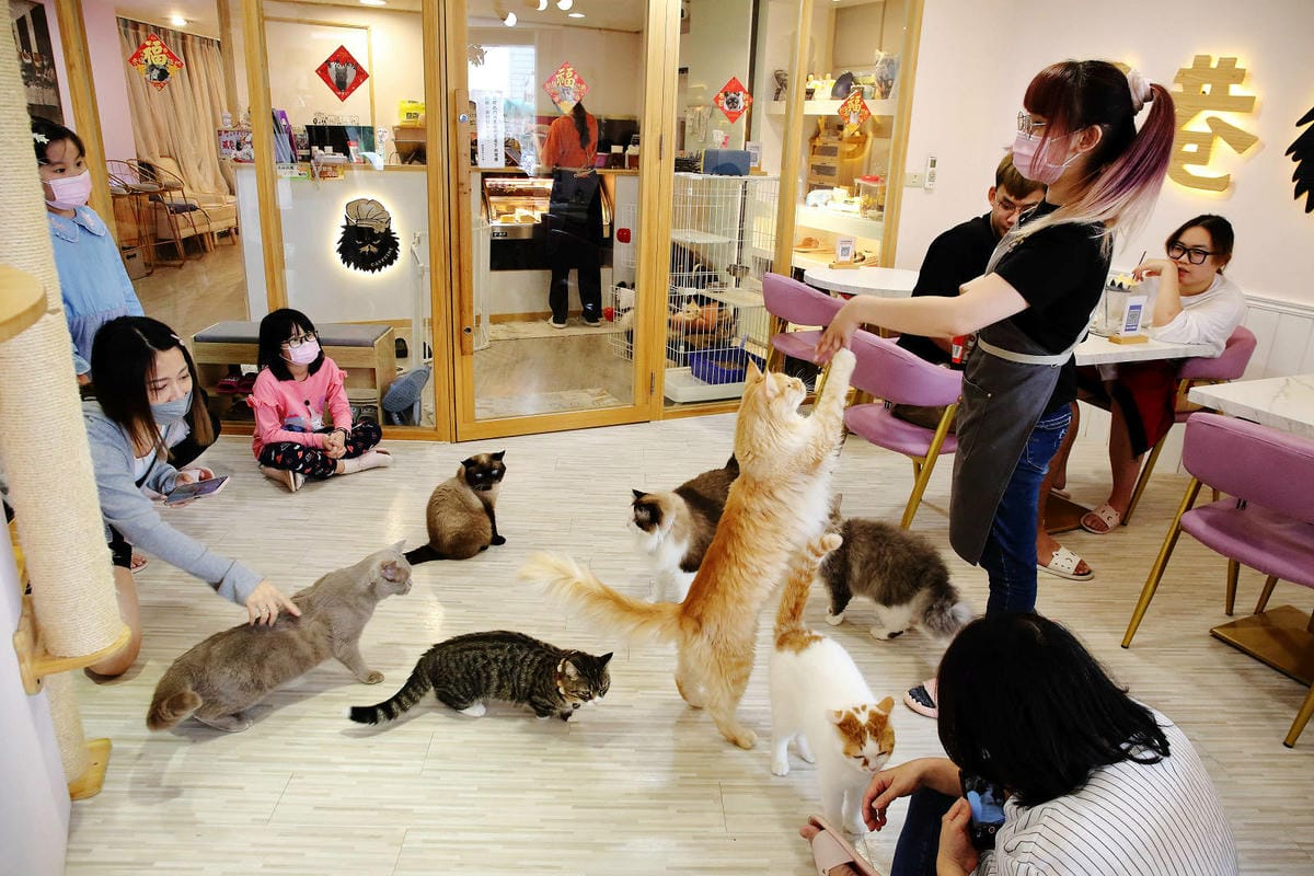 被可愛攻擊！「222貓之日」全台吸貓路線公開，22家貓咪咖啡廳看完秒出發