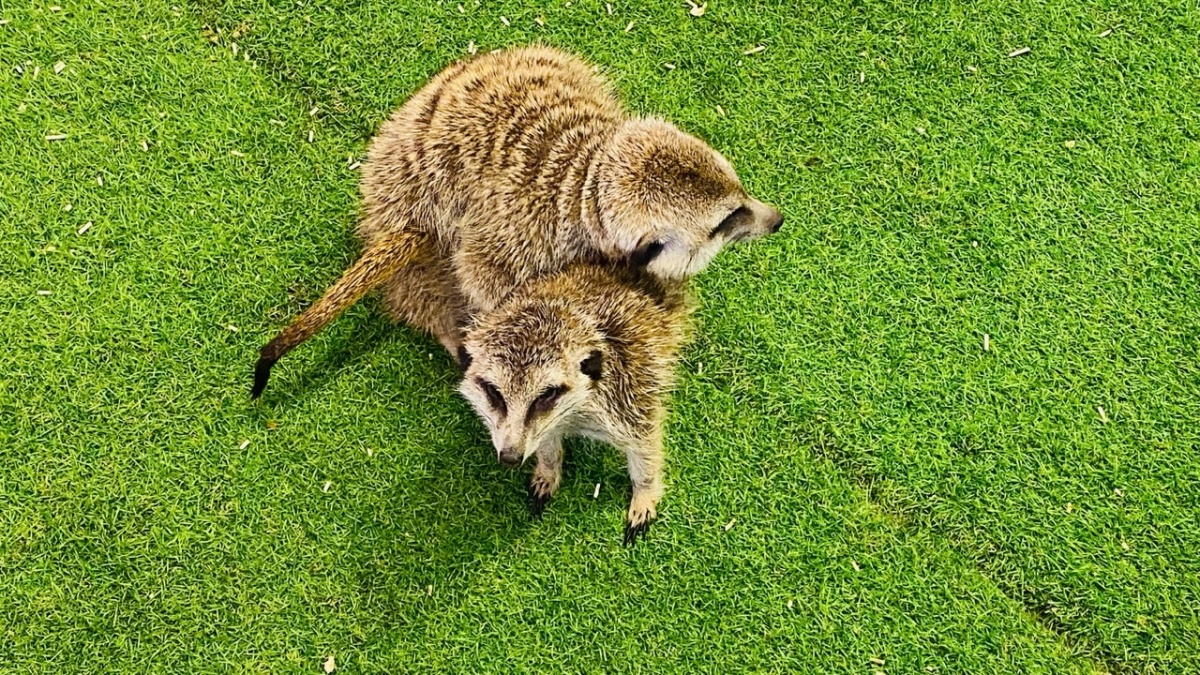 被可愛攻擊！「222貓之日」全台吸貓路線公開，22家貓咪咖啡廳看完秒出發