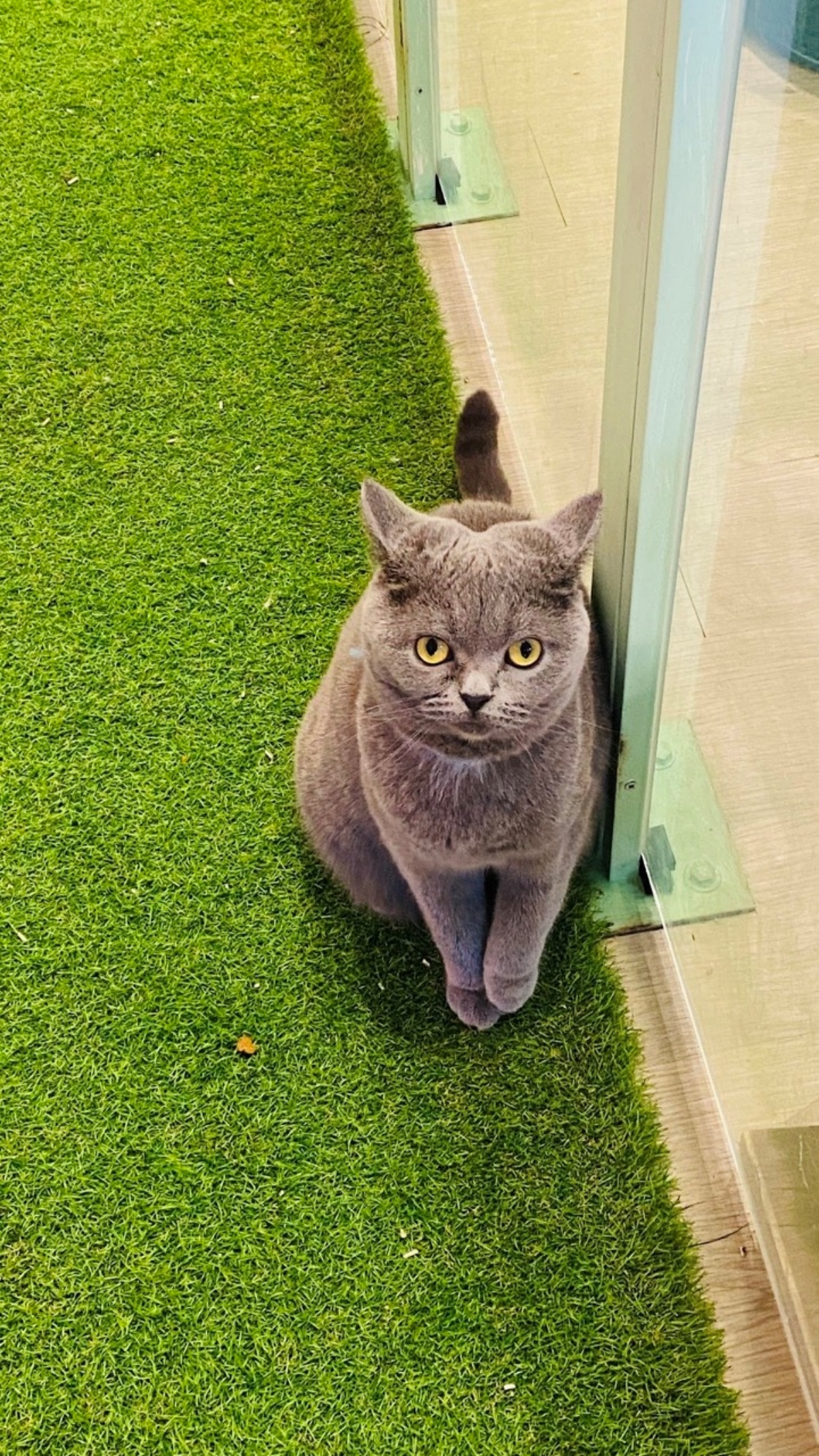 被可愛攻擊！「222貓之日」全台吸貓路線公開，22家貓咪咖啡廳看完秒出發