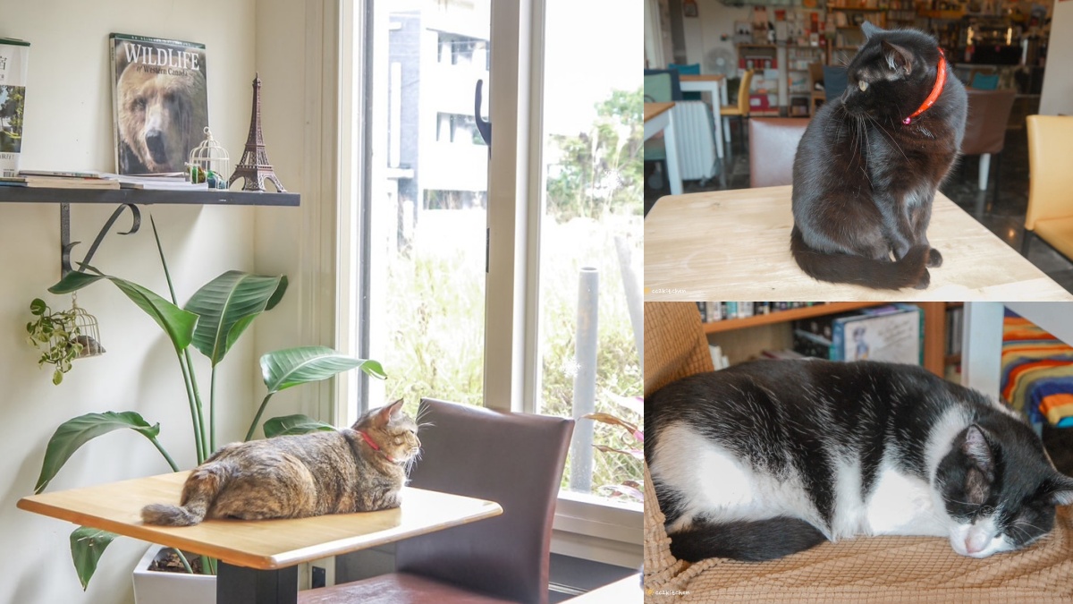 被可愛攻擊！「222貓之日」全台吸貓路線公開，22家貓咪咖啡廳看完秒出發