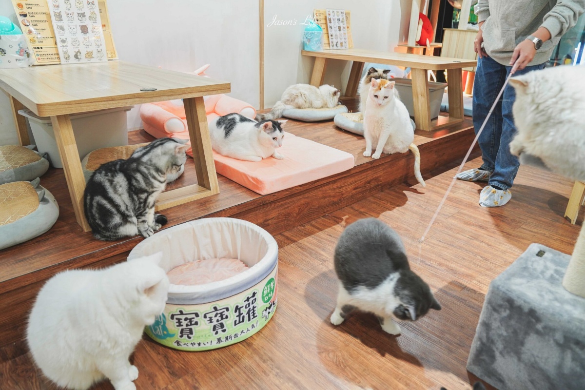 被可愛攻擊！「222貓之日」全台吸貓路線公開，22家貓咪咖啡廳看完秒出發
