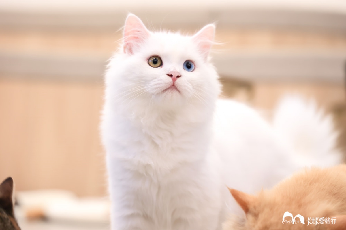 被可愛攻擊！「222貓之日」全台吸貓路線公開，22家貓咪咖啡廳看完秒出發