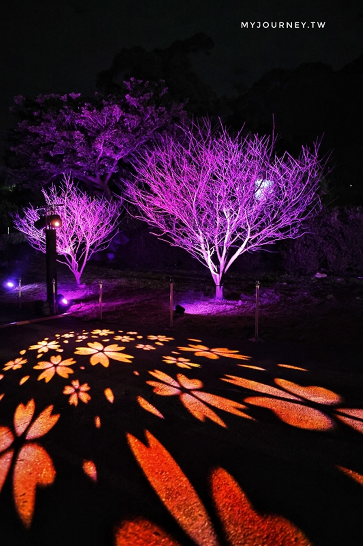 夜櫻變身台版晴空塔！2026天元宮櫻花季登場：夢幻點燈、必換擲爻橡皮擦