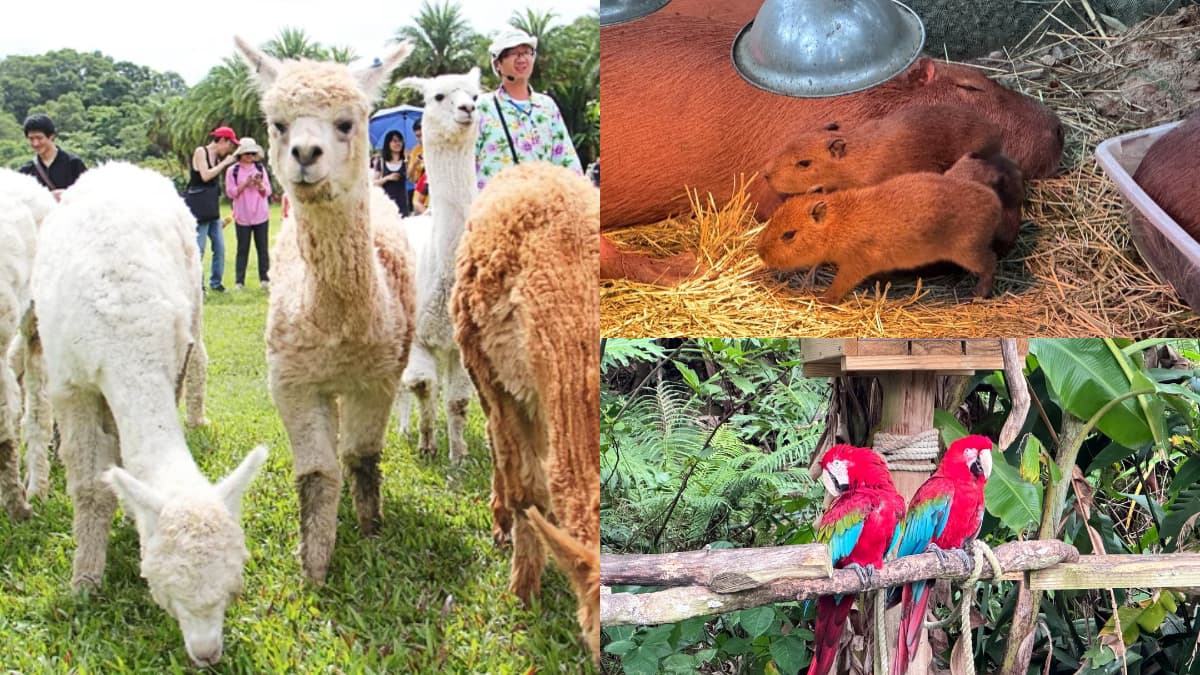 拿出身分證！新竹動物農場過年５天「屬馬」免費，六福村也有「姓馬」免費玩