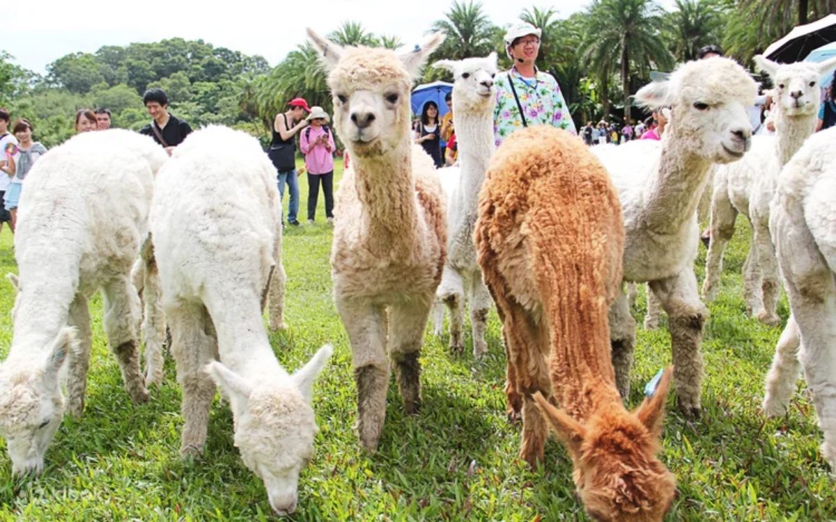 拿出身分證！新竹動物農場過年５天「屬馬」免費，六福村也有「姓馬」免費玩