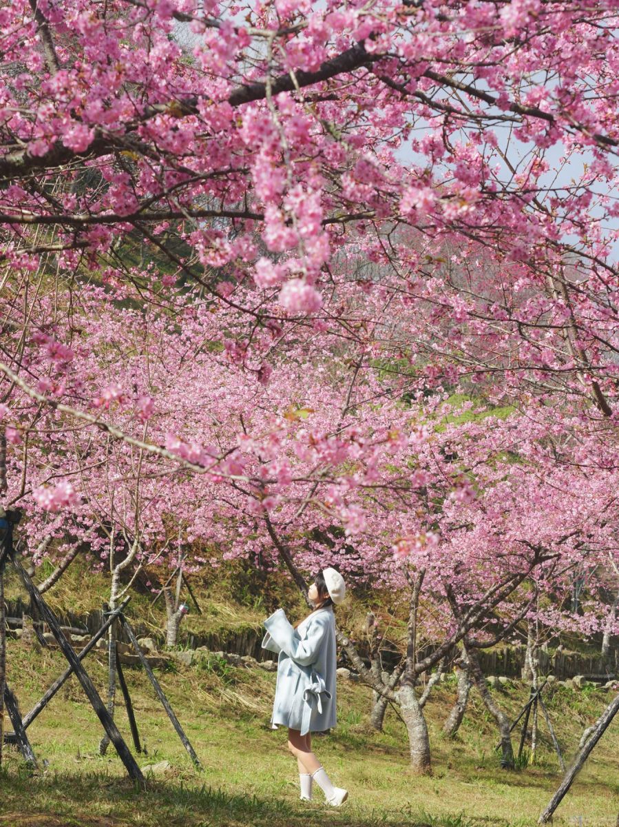 高雄最強免費賞櫻秘境！2026櫻花滿開中，美拍河津櫻粉紅花海、有免費接駁車