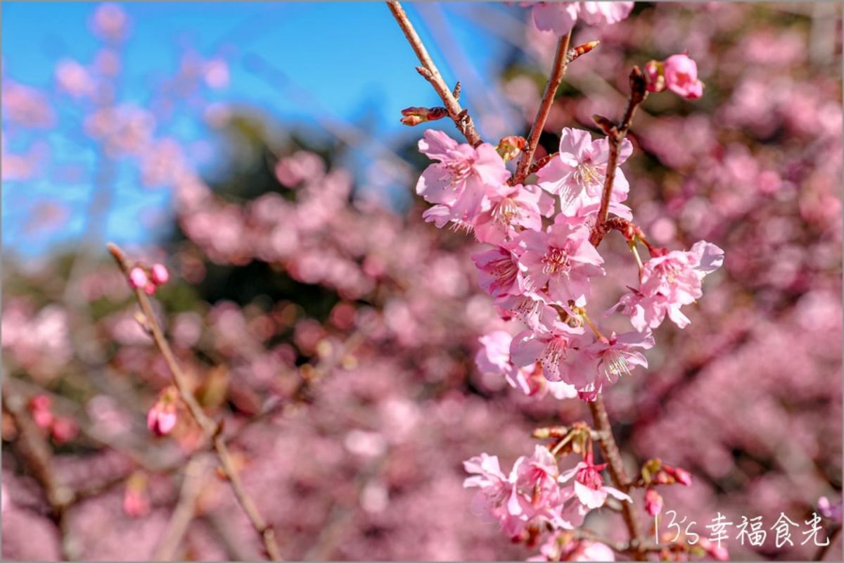 高雄最強免費賞櫻秘境！2026櫻花滿開中，美拍河津櫻粉紅花海、有免費接駁車