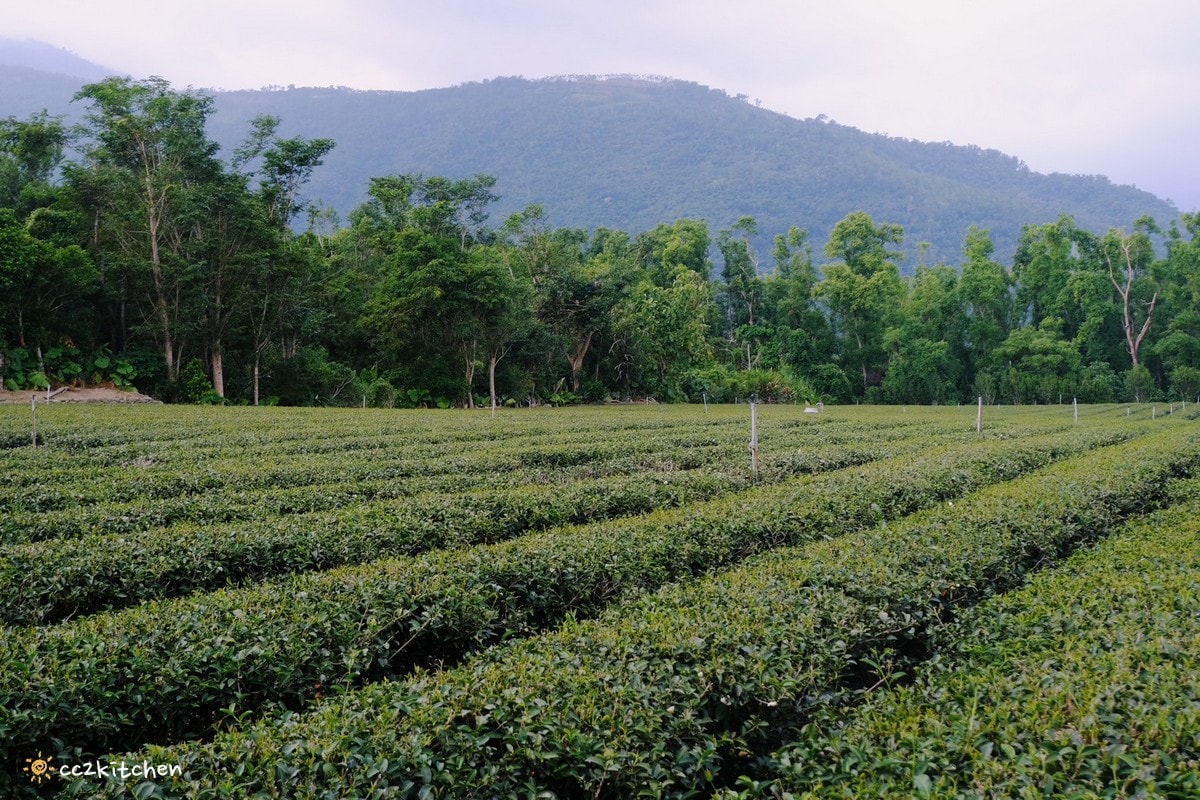 台東伴手禮送什麼？麻糬兩大派系比一比，唰嘴地瓜酥、紅烏龍禮盒也要買